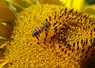 abeille butinant des capitules (fleurs) de tournesol en pleine floraison en été (juillet) en Charente-Maritime