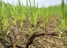 Culture d'orge de printemps 2022 pénalisée par un temps sec dans le sud Seine-et-Marne
