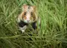 aides financières agriculteurs alsaciens pour protection grand hamster