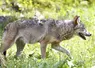 Attention, cette photo n' est pas une photo Réussir. © Dominique HOMMEL/Parlement européen. Loup européen dans le parc animalier de Sainte-Croix. Faune sauvage. Animal prédateur.