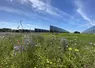 Bande enherbée fleurie devant des panneaux photovoltaïques dans un champ de céréales