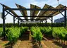 ombrières posées dans un vignoble