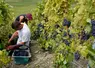 Saisonniers cueillant du raisin pendant les vendanges