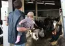 Agriculteur et son enfant dans la ferme devant des vaches