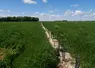 Champ de méteil avec une nouvelle haie