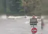 Vache emportée par une rivière en crue