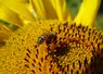 abeille sur un tournesol