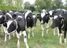 Petit troupeau de vaches laitières de race Prim'Holstein dans une prairie. 