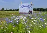 Fleurissement des bords de route 