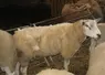 Mouton malade de la fièvre catarrhale ovine 3.