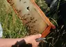 Apiculteur, couteau à la main, tenant le cadre d'une ruche à mains nues. Des abeilles sont sur les alvéoles. 