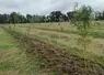 Jeune bambou venant d'être planté.