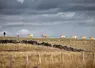 Agriculteur et vaches dans l'Aubrac