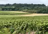 Vignoble en Gironde  