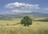 paysage agricole algérien, avec des cultures agricoles en zone aride. On voit un arbre et une montagne en fond.