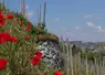 coquelicots devant vigne en terrasse