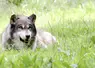 Loup européen de face allongé dans l'herbe dans un parc animalier. 