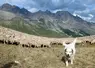  Chien Patou assurant la protection d' un troupeau de brebis au pâturage au col du Galibier entre les Hautes-Alpes et l' Isère. 