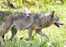 loup en mouvement dans l'herbe