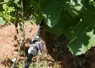 système d'irrigation dans les vignes