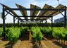 Ombrières photovoltaïques au-dessus de vignes   