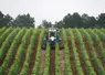 tracteur travaillant dans un cham de vignes