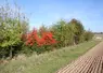 végétation en bordure de champ