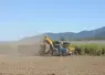 tracteur travaillant dans un champ de cannes à sucre