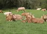 vaches dans un champ