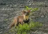 La martre n’est plus classée comme un animal susceptible d’occasionner des dégâts dans toute la France.