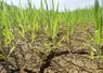 Culture d' orge de printemps pénalisée par un temps sec dans le sud Seine-et-Marne.