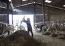   Jeune éleveuse de bovins au milieu de sa stabulation. 
