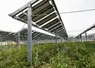 Panneaux photovoltaïques au-dessus de cultures.  