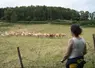 Eleveurs regardant leur troupeau de vaches allaitantes.