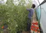   Serre de culture de tomates chez un maraîcher en Normandie  
