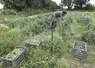 Récolte de petits pois chez un maraîcher de la Manche.