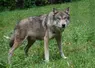   Loup dans un pré  