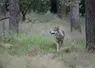  Loup se promenant dans une forêt de pins  