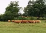   Troupeau de vaches limousines.  