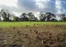 poules et arbres en arrière-plan