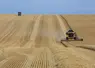 Paysage agricole estival avec la moisson d'un champ de céréales  