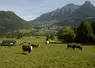   Elevage laitier au pâturage en Savoie  