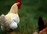 Coq dans une basse-cour.