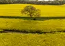 arbre au milieu de champs de colza
