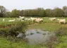 bovins dans un pré près d'une mare