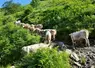 Vaches gasconnes sur un chemin de montagne