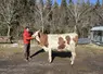 Hugo Baraillé avec une vache