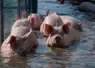 plusieurs porcs avançant dans l'eau