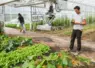 légumes sous serre