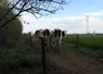 Vaches laitières dans une prairie avec des clôtures et des lignes électriques. 
